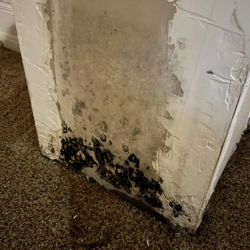 Professional Mold Removal in Hamilton County, KS